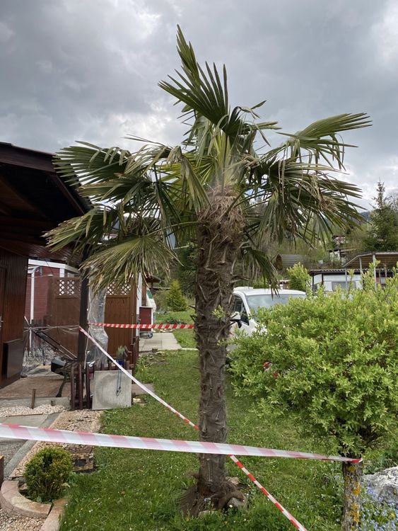 Palme 3 Meter hoch Kaufen auf Ricardo
