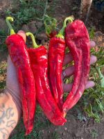Piment de collection NUMEX BIG JIM  2g