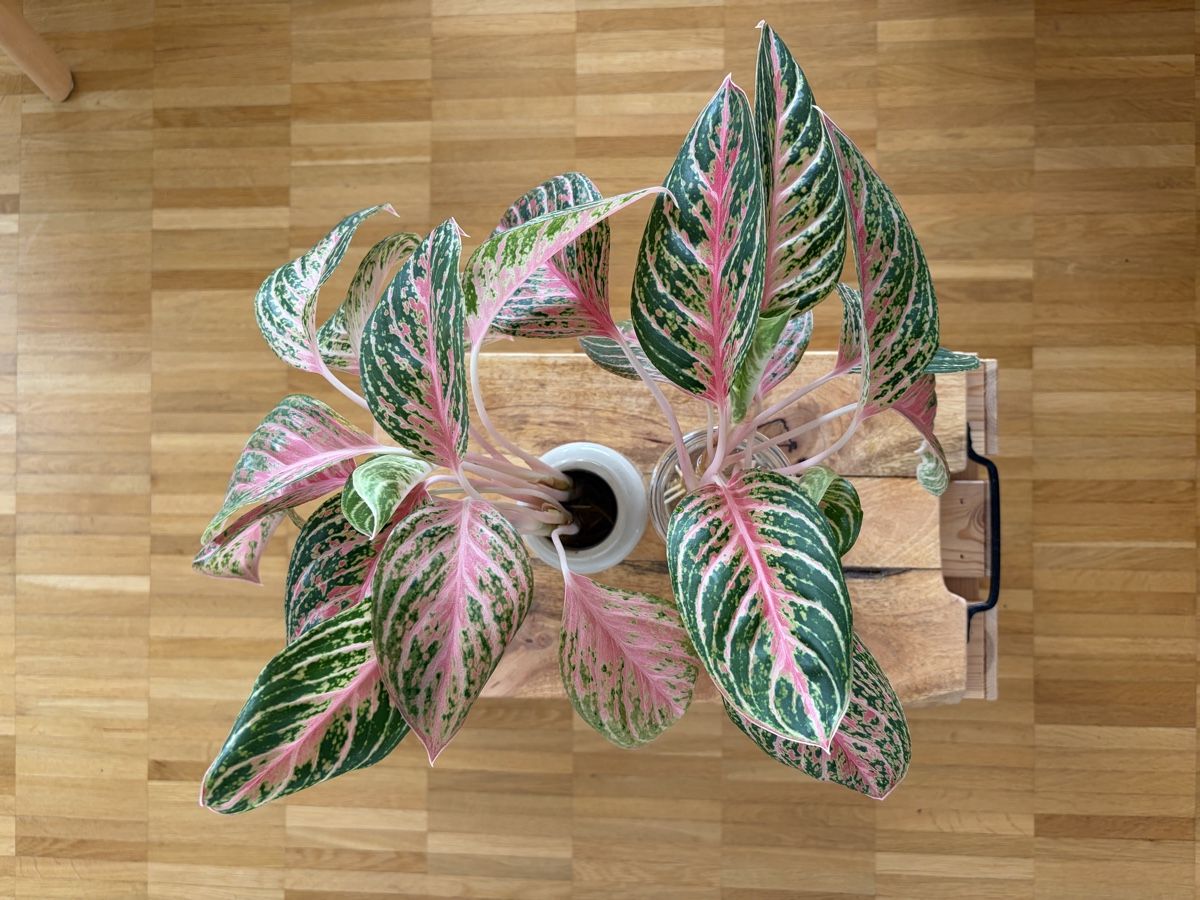 Pflanzen & Samen: Aglaonema Coco Melon Stecklinge mit Wurzeln – Gebraucht aus Baar von annasorbian