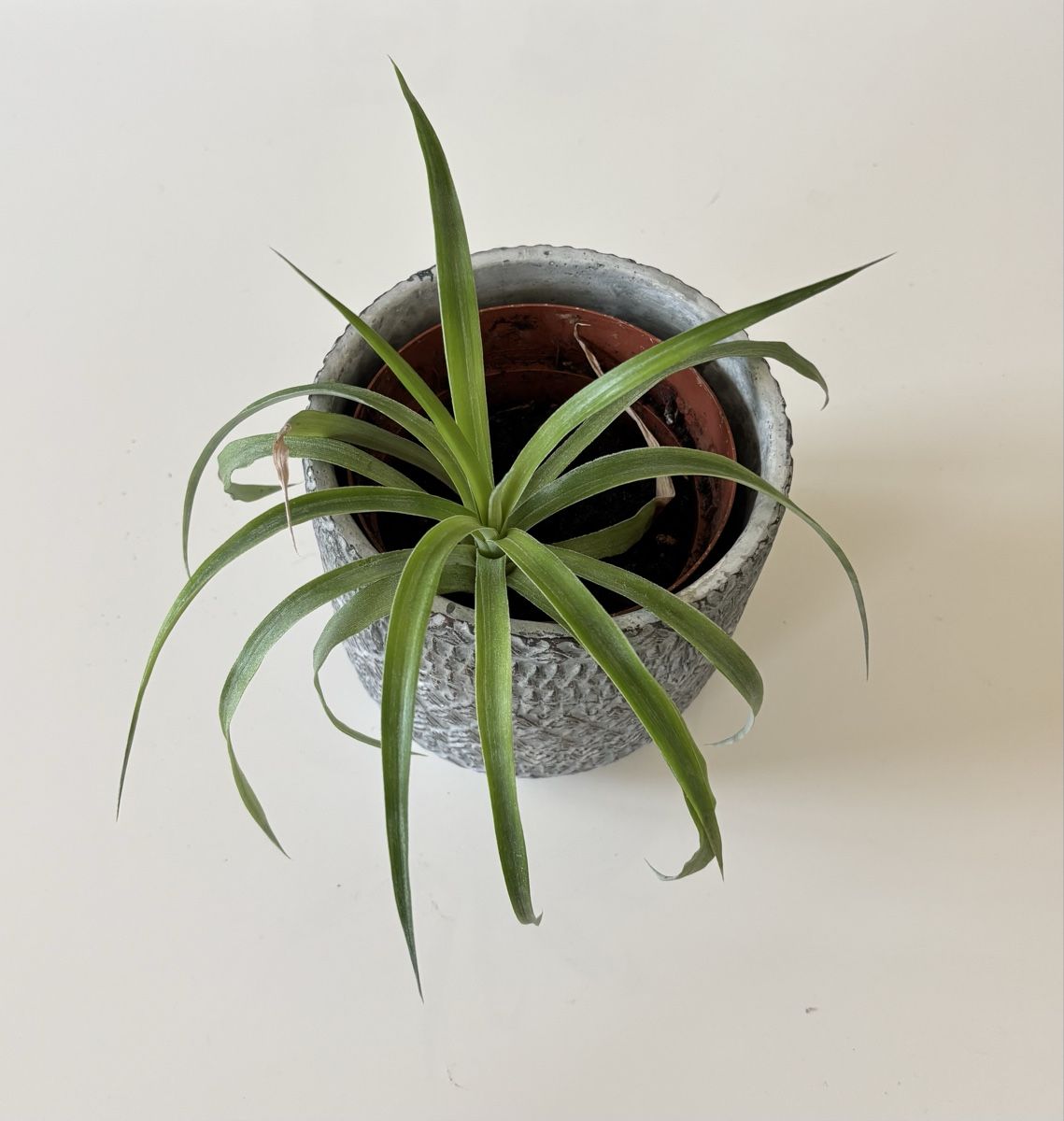 Plantes & graines: Plante d’intérieur  – Neuf (Voir description) à Denens par RomainSecondeMain