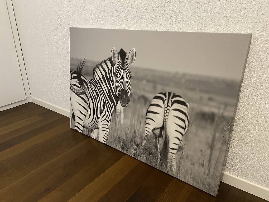 Foto & Immagini: Fotoleinwand Zebra 120x80 – Usato da Sursee venduto da pih_88 2