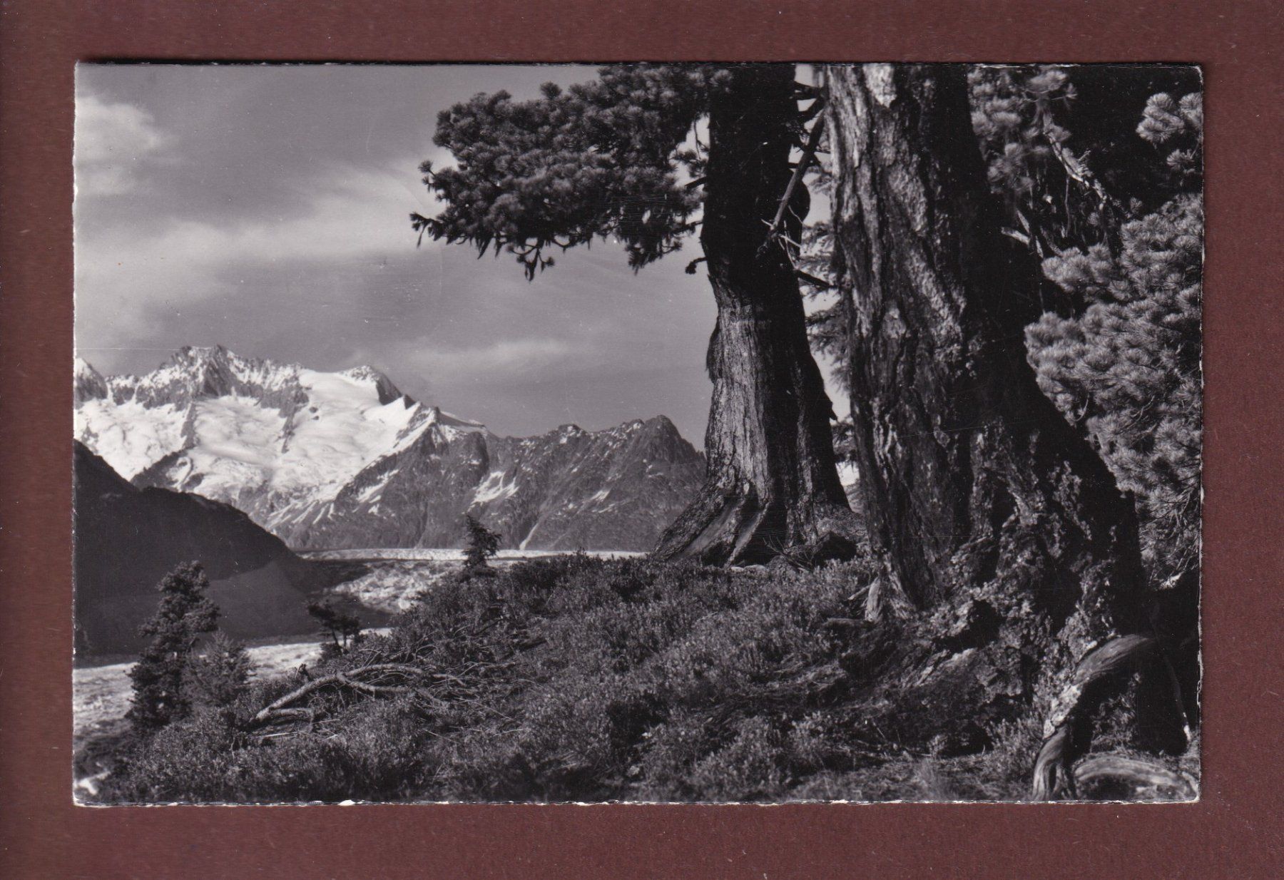 Cartoline postali: ARVEN im Aletschwald - 1964 – Usato da Pully venduto da nicecards