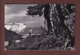 ARVEN im Aletschwald - 1964