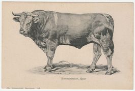 Simmenthaler Stier