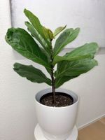 Ficus Lyrata Geigenfeige Fiddle Leaf fig potted plant 85 cm
