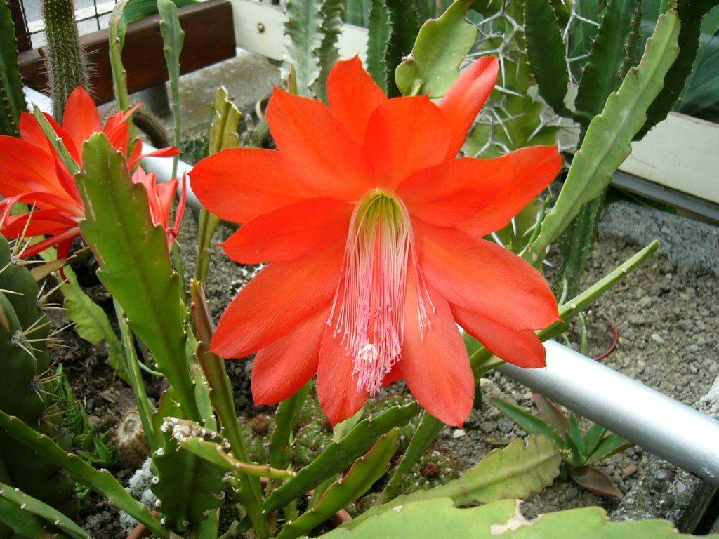 Piante & sementi: Epiphyllum       ackermanii  . – Usato da Emmenbrücke venduto da Tacitus0
