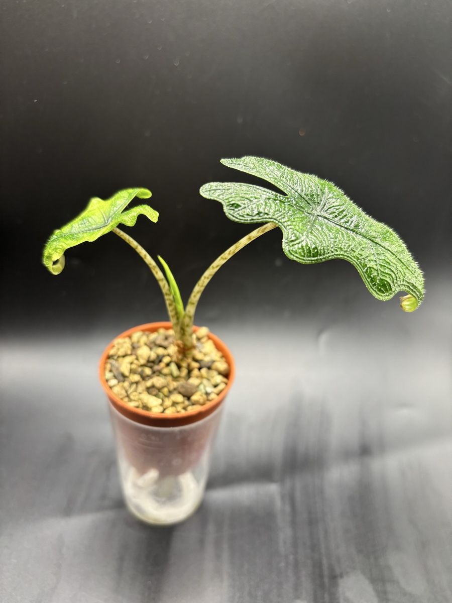 Plantes & graines: Alocasia Jacklyn (1-9) – Neuf avec emballage d'origine à Basel par Pink_White 1