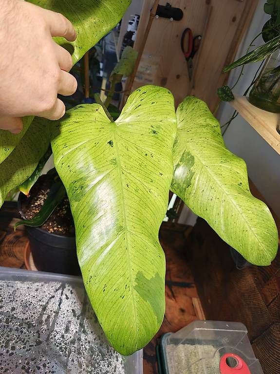 Pflanzen & Samen: Philodendron Whippleway Varigata – Gebraucht aus Dürnten von AmstutzHolzdesign 1