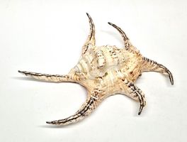 Muschel / Spider Conch Schnecke 20 - 24 cm *Ausverkauf*