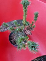 Mädchenkiefer(Pinus parviflora 'Negishii')