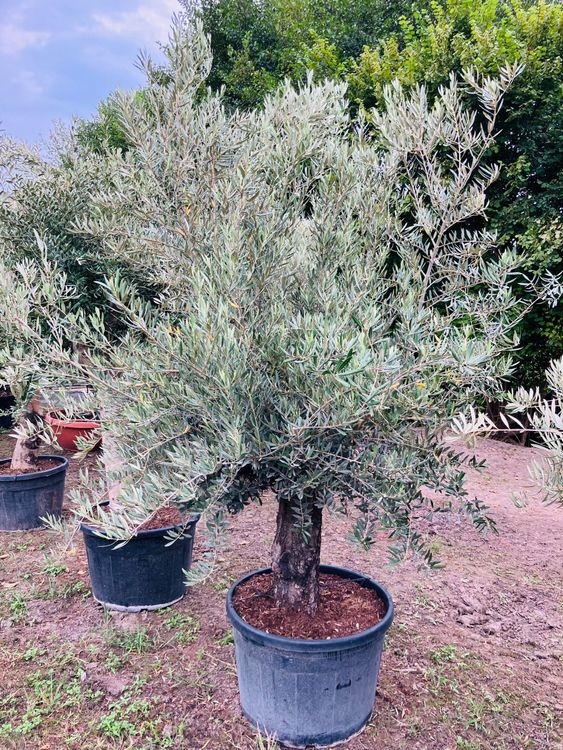 Grosser Olivenbaum Mediterranes Flair für Garten/Terrasse Kaufen