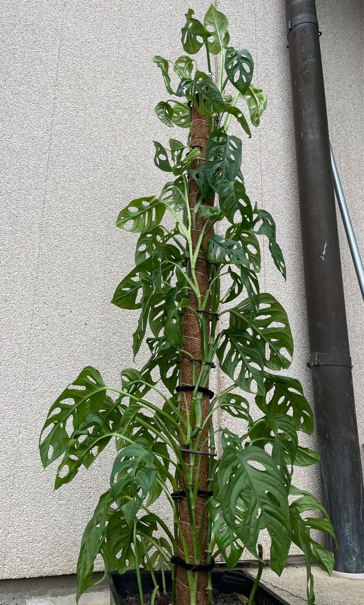 Piante & sementi: Plante – Usato da Delémont venduto da Vendeur_3 3