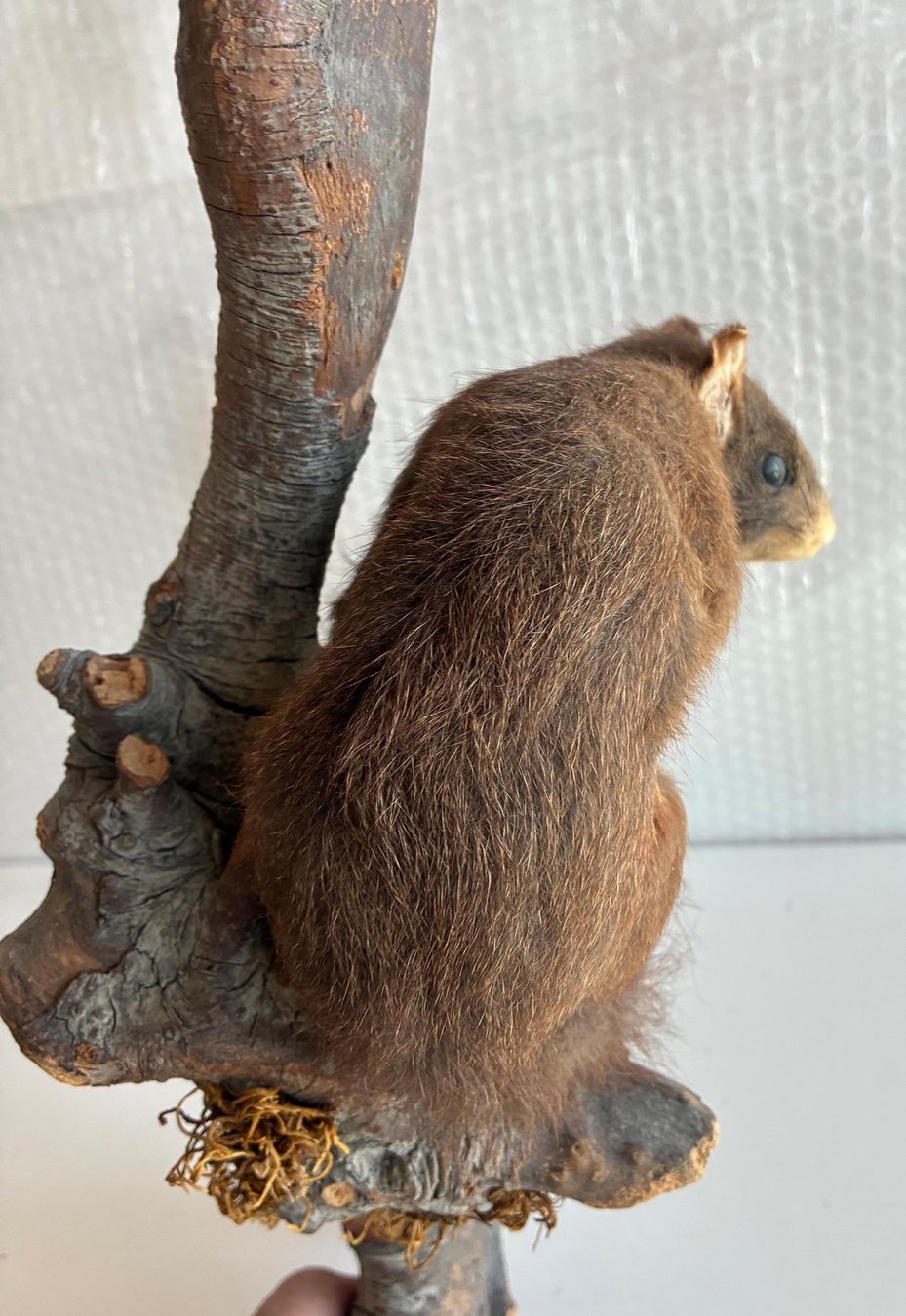 Monde des animaux: Eichhörnchen auf Ast – D'occasion à Bäretswil par robsonantik 2