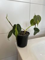 Philodendron scandens Brasil