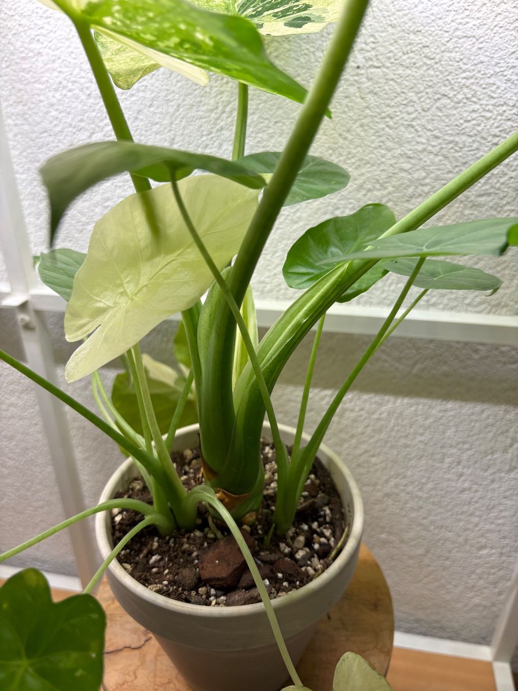Piante & sementi: Alocasia Macrorrhiza Variegata – Usato da Bonstetten venduto da sam_jt9j 2