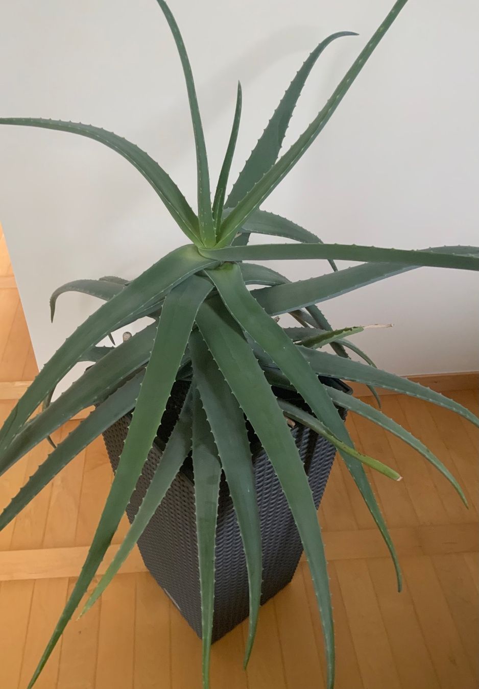 Pflanzen & Samen: Aloe Vera – Gebraucht aus Oberwil-Lieli von Gloria112