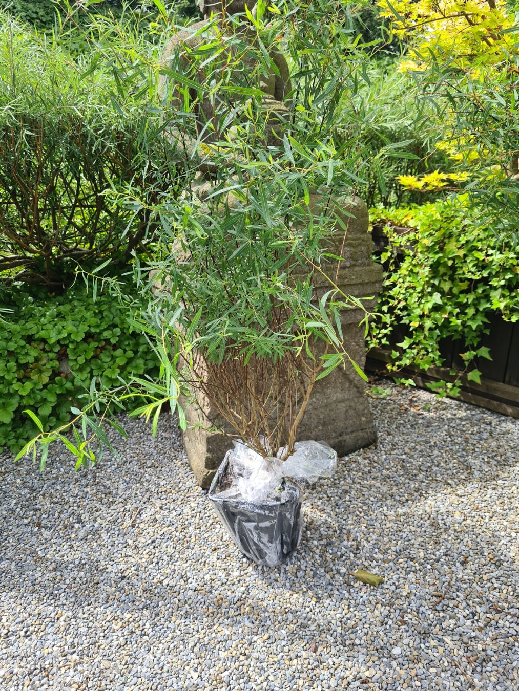 Piante & sementi: 6 Grosse ,Wunderschöne Salix Purpurea Nana – Usato da Rotkreuz venduto da Trojaner- 3