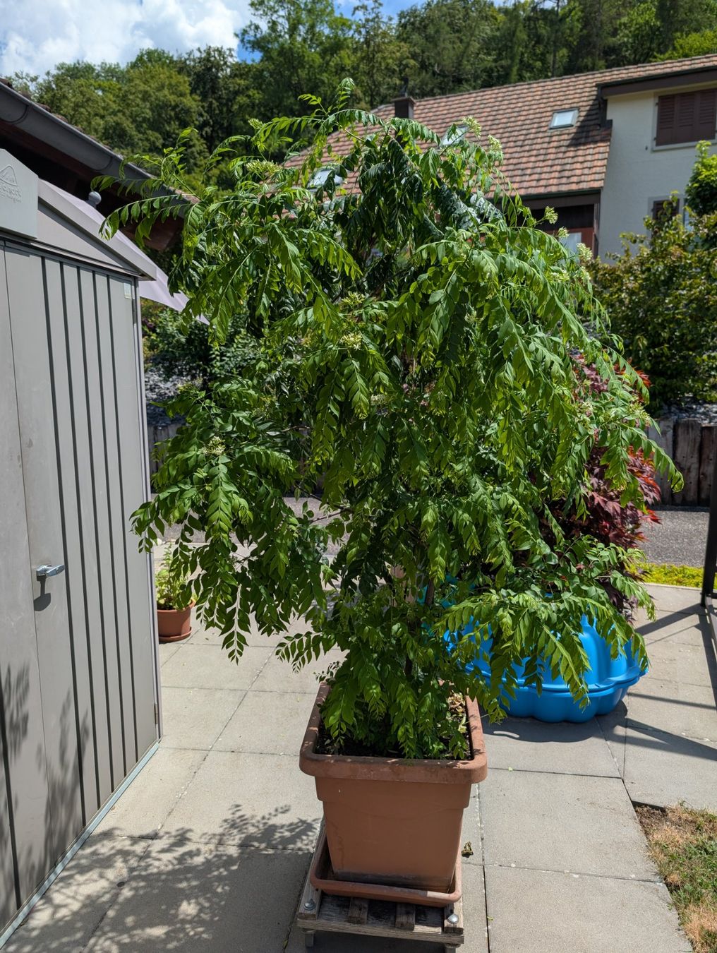 Piante & sementi: Curry-Baum – Usato da Aarburg venduto da Dka 1