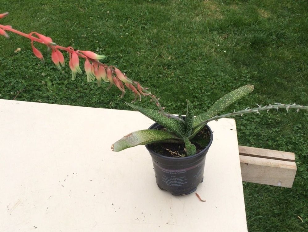 kalanchoe variegata Kalanchoe fedtschenkoi main image 1