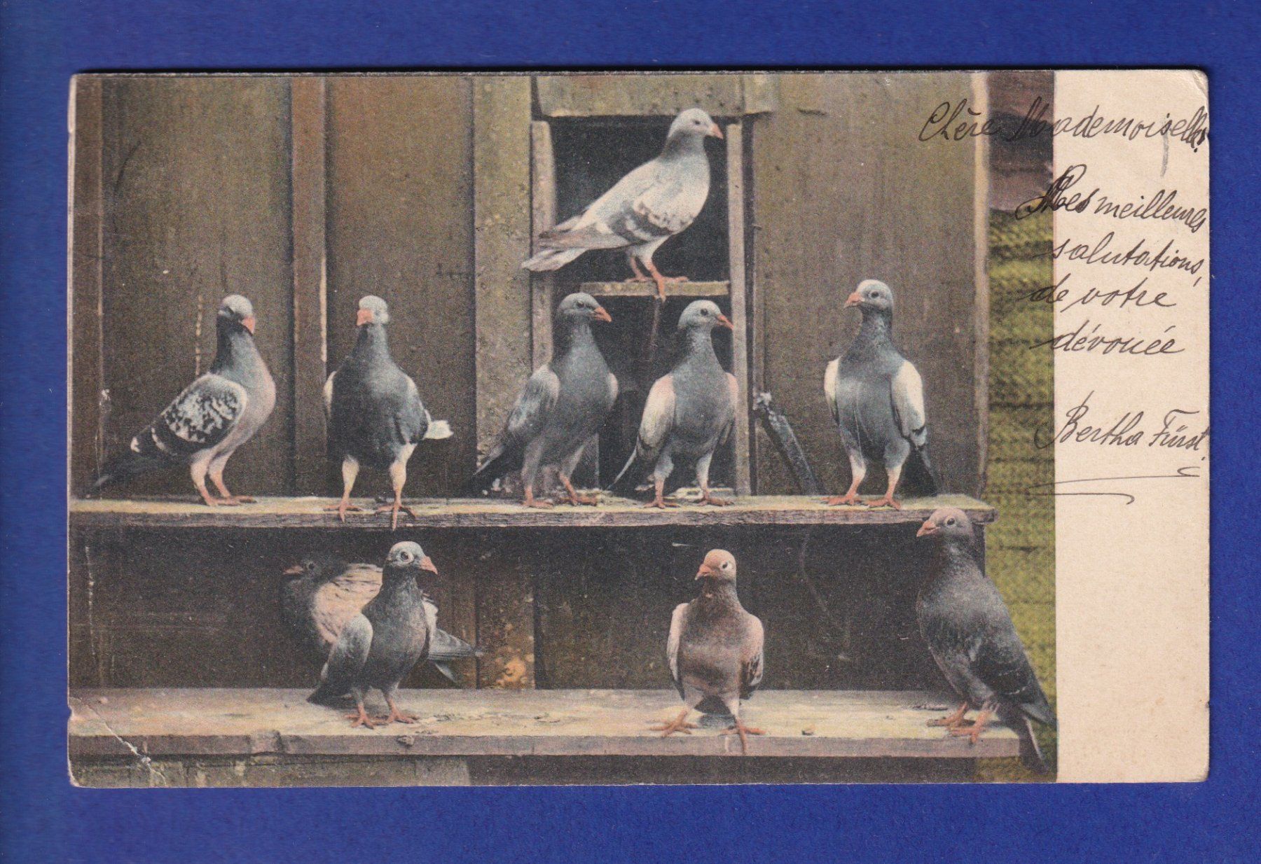 Ansichtskarten: OISEAU - Pigeons // pli d'angle // – Gebraucht aus Pully von nicecards-shop