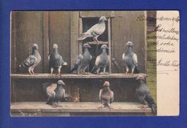 OISEAU - Pigeons // pli d'angle //