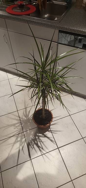 Piante & sementi: Dracaena marginata – Usato da Pfaffnau venduto da Hawaiano 1