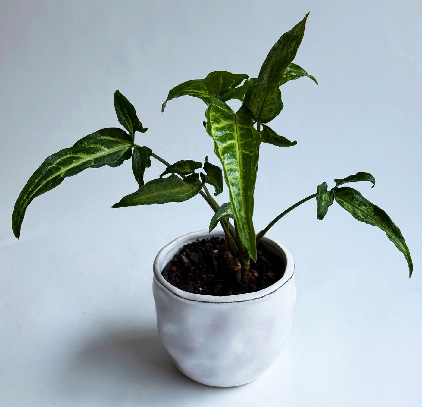 Pflanzen & Samen: Syngonium angustatum – Neu (gemäss Beschreibung) aus Dübendorf von Orchid18 1