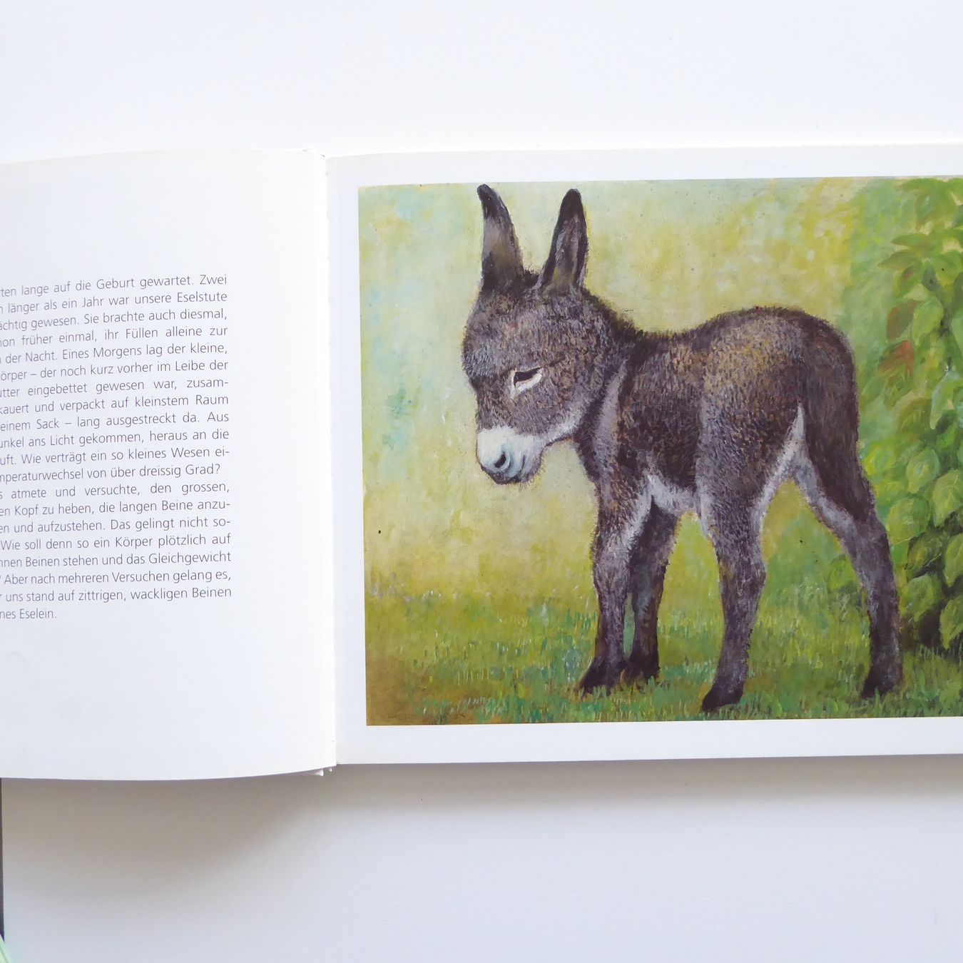 Libri: Strupf wird Samichlaus-Esel – Usato da Basel venduto da Kunterbunt12 2