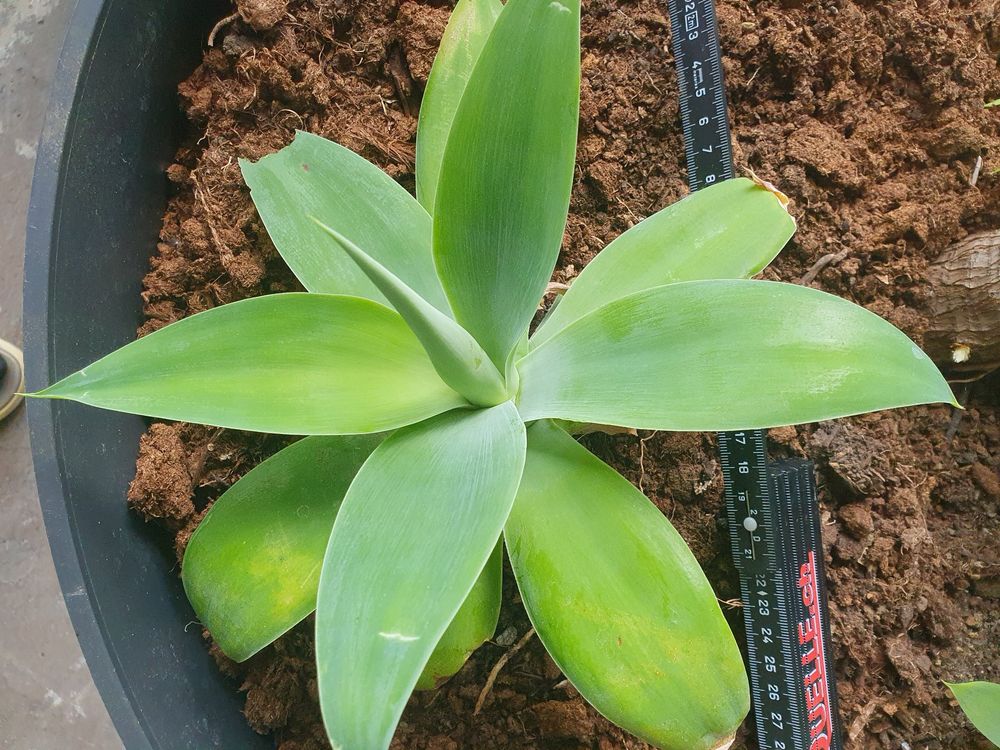 1 x Drachenbaum - Agave / agave attenuata (Ableger) (Neu (gemss  Beschreibung)) in Leimbach TG fr CHF 9  mit Lieferung auf Ricardo kaufen