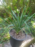 Prächtige Yucca-Palme im Topf - Perfekt für den Garten