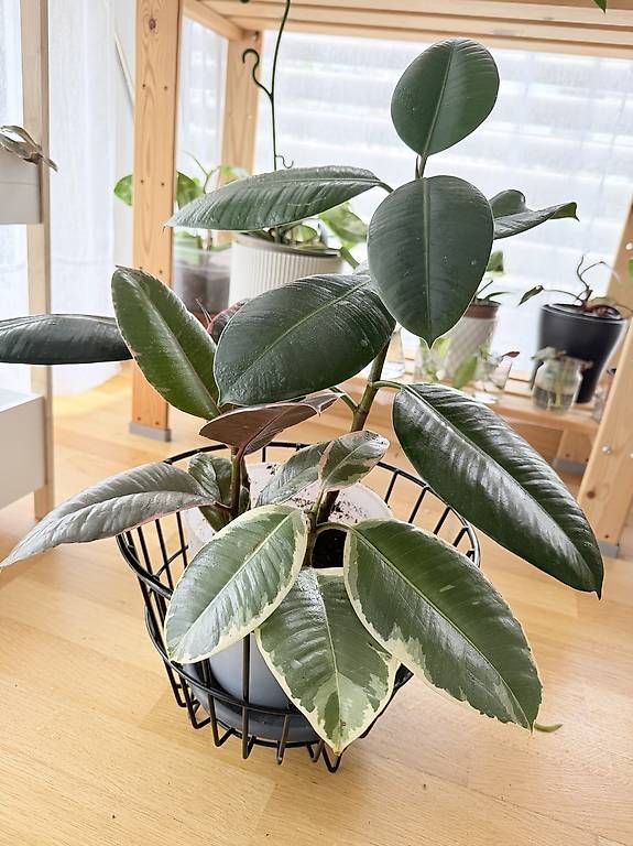 Plantes & graines: Ficus elastica  Composition de 4 plantes – D'occasion à Spiez par Lunelu 1