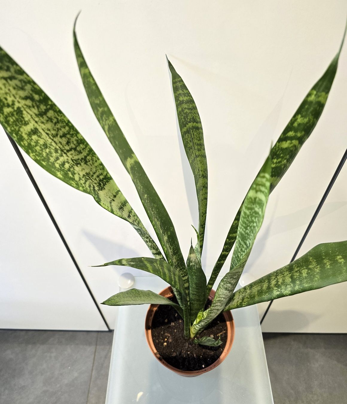Piante & sementi: Pflanze Sansevieria / Bogenhanf 68 cm – Usato da Oetwil an der Limmat venduto da dhantal 2
