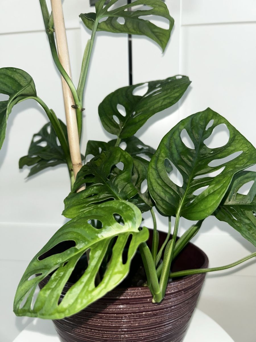 Piante & sementi: Monstera 'Monkey Leaf Monstera adansonii & ceramic pot 60 cm – Usato da Kilchberg ZH venduto da malibubeach 3
