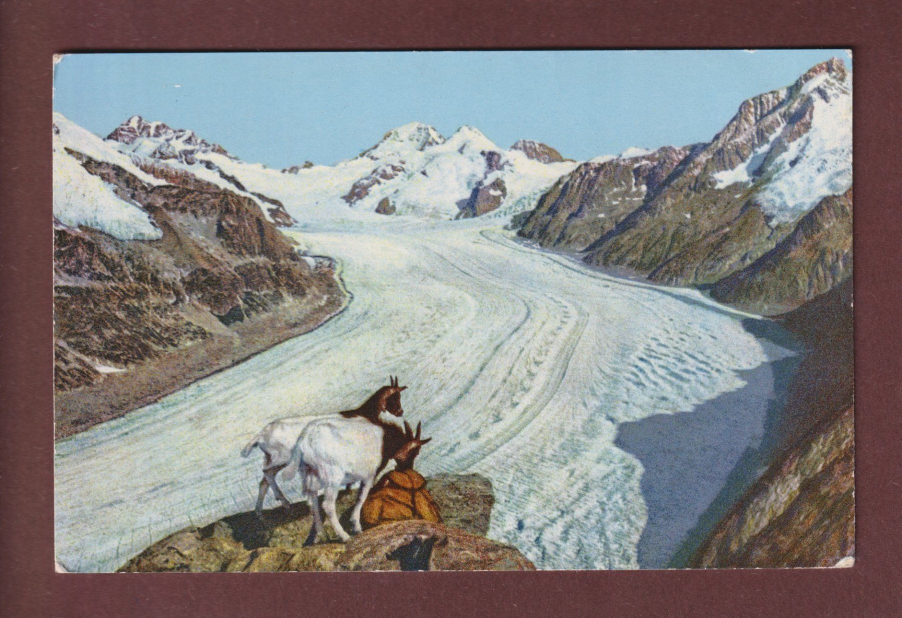 Cartoline postali: ALETSCHGLETSCHER - Ziege - 1959 – Usato da Pully venduto da nicecards-shop
