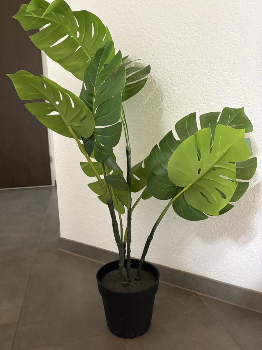 Pflanzen & Samen: Pflanze, Fejka Monstera – Neu (gemäss Beschreibung) aus Birr von sch_5qbf 1