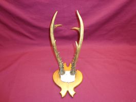 Reh, Geweihe, Trophäe, Horn, Dekoration, Jagd Abwurfstangen