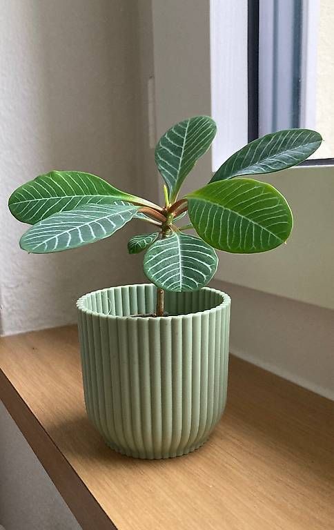 Pflanzen & Samen: Madagaskarjuwel – Gebraucht aus St. Gallen von mue_2nxv