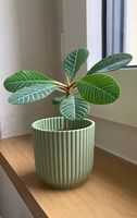 Madagaskarjuwel
