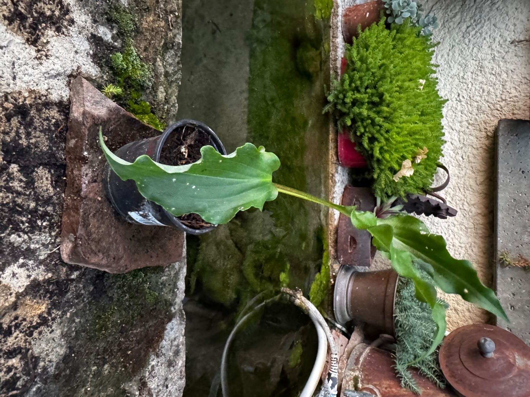 Piante & sementi: Hosta Unruly Child – Usato da Lajoux JU venduto da Briard0 1
