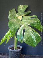 Monstera Deliciosa Thai Constellation - grossblättrig