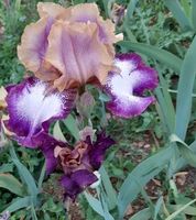 Iris 1 bulbe Hindu magic