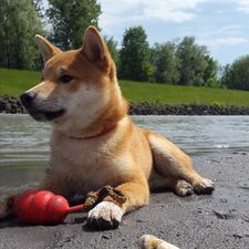 Profile image of MyShiba