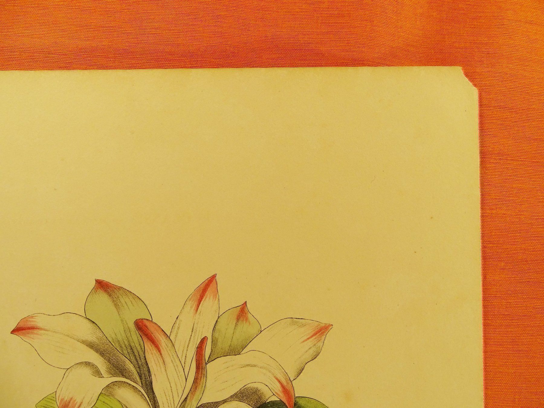 Grafica & Litografie: CURCUMA ZEDOARIA, LITHOGRAPHIE UM 1880 – Usato da Grüningen venduto da Kartensammler 4