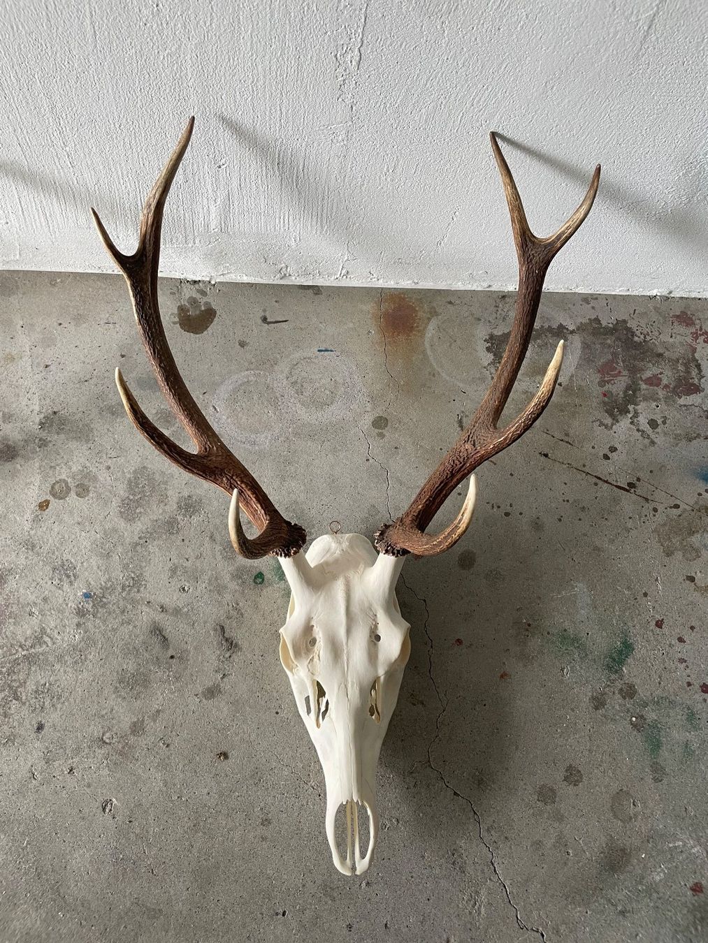 Sonstiges zum Sammeln & Seltenes: Schöne Hirsch Trophäe – Neu (gemäss Beschreibung) aus Eschen von books_and_more