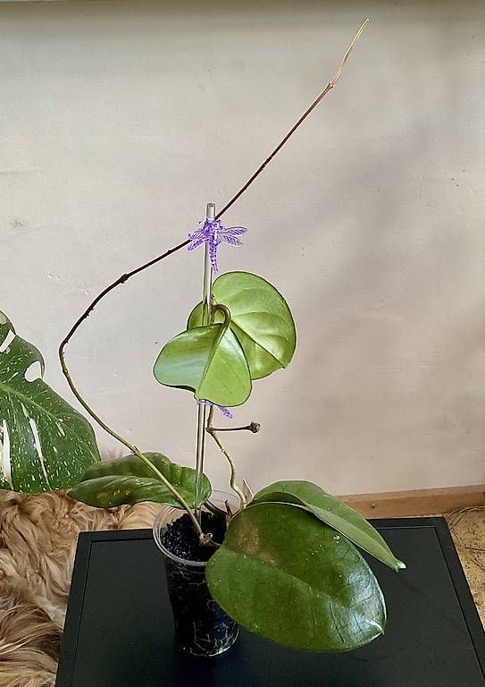 Piante & sementi: Hoya fungi – Nuovo e nell'imballaggio originale da Schönholzerswilen venduto da Leavylounge