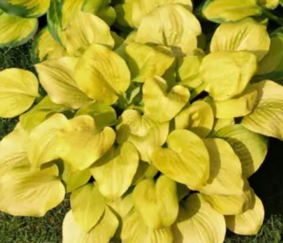 Piante & sementi: Hosta vanilla cream 2 – Usato da Lajoux JU venduto da Briard0 2