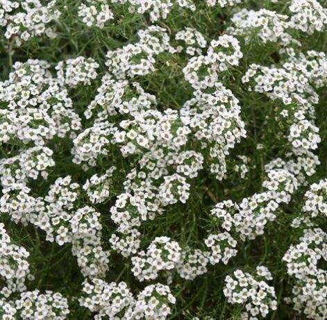 Piante & sementi: 100 SAMEN STEINKRAUT WEISS ALYSSE BLANC ALYSSO BIANCO – Nuovo e nell'imballaggio originale da Rovio venduto da POSITIFFARTandPLANTS 2