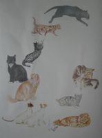 Schulwandbild "Katze" Josette Morier