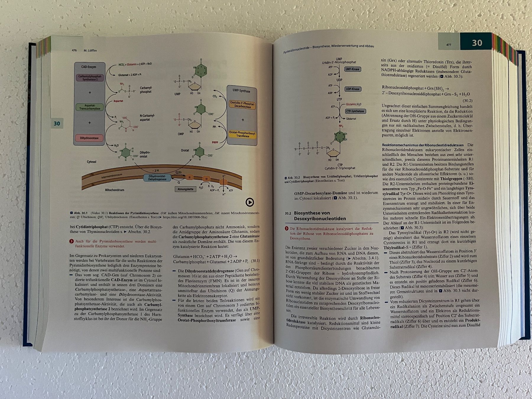 Libri: Lehrbuch Löffler/Petrides Biochemie Pathobiochemie – Nuovo (secondo la descrizione) da Häusernmoos venduto da adlerfedern 2