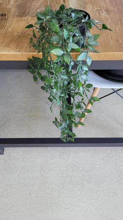 künstliche Hängepflanze von IKEA Kaufen auf Ricardo